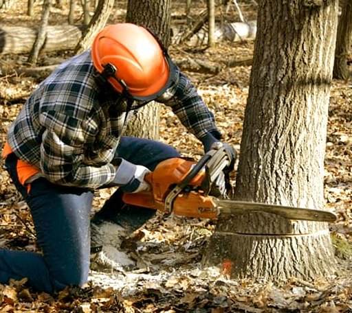 Tree Removal in Minden City, MI